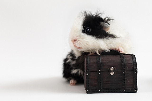 Guinea Pig Care for Beginners: A Complete Guide to Raising Your First Cavy