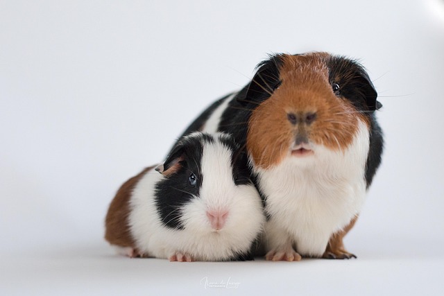 Understanding Guinea Pig Behavior: A Complete Guide to Body Language and Training