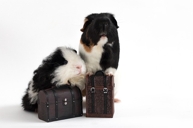 The 10 Best Guinea Pig Breeds for Beginners: Complete Guide with Pictures