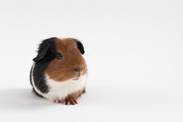 Guinea Pig Dental Health: Why Teeth Problems Are More Common Than You Think