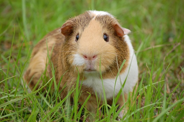 What Do Guinea Pigs Eat? A Complete Diet & Nutrition Guide
