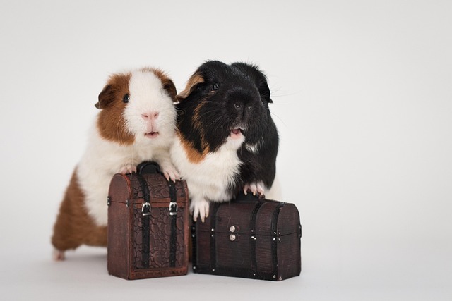 7 Mistakes I Made as a New Guinea Pig Owner: Hard Lessons Learned