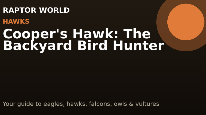 Cooper’s Hawk: The Backyard Bird Hunter