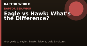 Eagle Diet vs Other Raptors: A Complete Comparison Guide