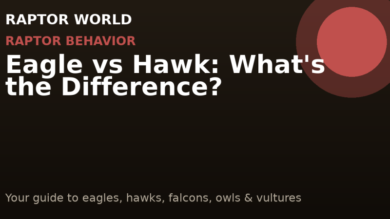 Eagle Diet vs Other Raptors: A Complete Comparison Guide