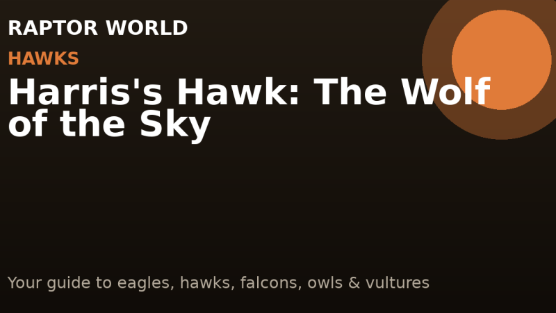 Harris’s Hawk: The Wolf of the Sky