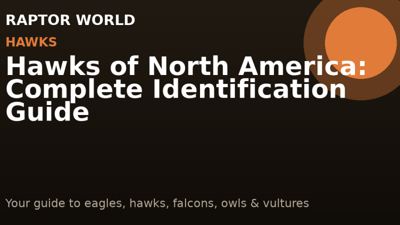 Hawks of North America: Complete Identification Guide
