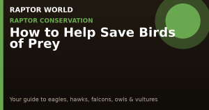 How to Help Save Birds of Prey