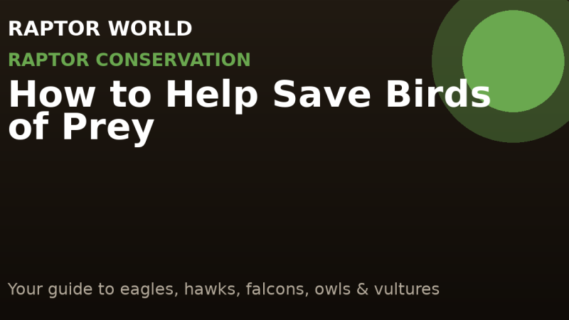 How to Help Save Birds of Prey