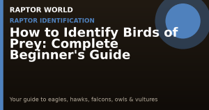 How to Identify Birds of Prey: Complete Beginner's Guide