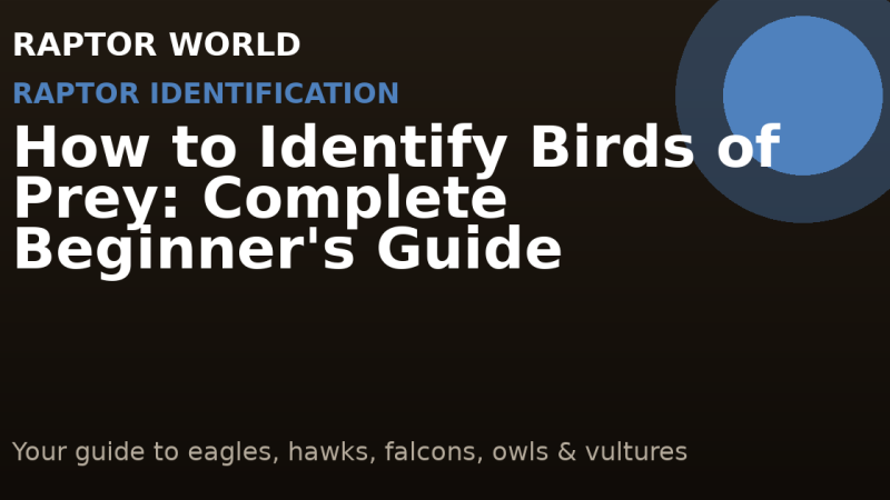 How to Identify Birds of Prey: Complete Beginner’s Guide