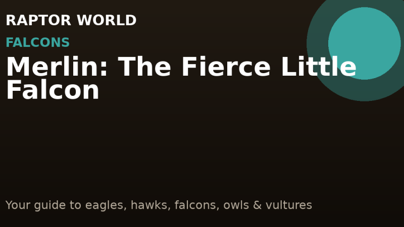 Merlin: The Fierce Little Falcon