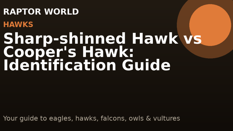 Sharp-shinned Hawk vs Cooper’s Hawk: Identification Guide