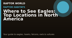 Where to See Eagles: Top Locations in North America